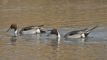 Spiessente M (Anas acuta), Gippinger Grien
