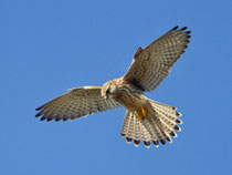 Turmfalke (Falco tinnunculus) rüttelnd, Helgoland DE