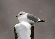 Sturmmöwe (Larus canus) im Schneetreiben, Eschenz am Untersee