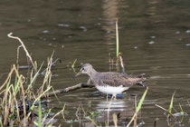 Waldwasserläufer (Tringa ochropus), Gippinger Grien