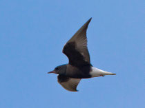 Weissflügel-Seeschwalbe PK (Chlidonias leucopterus), Biebrza, Polen