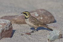 Ohrenlerche (Eremophila alpestris), Helgoland