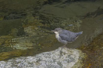 Wasseramsel (Cinclus cinclus), Jungvogel, Leventina TI