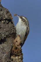 Gartenbaumläufer (Certhia brachydactyla), Rapperswil