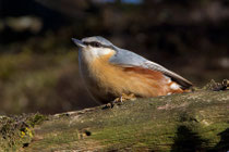 Kleiber (Sitta europaea), Limmatspitz