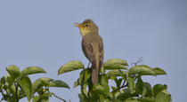 Orpheusspötter (Hippolais polyglotta), Mettau AG