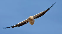 Schmutzgeier (Neophron percnopterus), Fuerteventura, Spanien