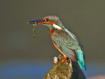 Eisvogel (Alcedo atthis), Aare bei Villnachern