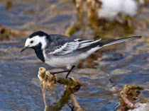 Bachstelze (Motacilla alba), mit den Merkmalen einer Trauerbachstelze, Flachsee