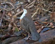 Wasseramsel (Cinclus cinclus), Basel