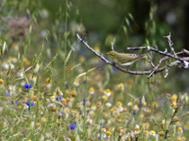 Waldlaubsänger (Phylloscopus sibilatrix), Lesbos, Griechenland
