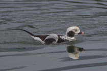 Eisente (Clangula hyemalis), M PK, Klingnauer Stausee