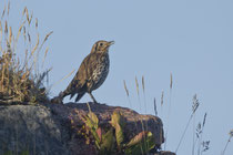 Singdrossel (Turdus philomelos), Mull GB