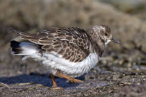 Steinwälzer (Arenaria interpres), Prerow, Mecklenburg-Vorpommern