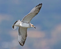 Schwarzkopfmöwe (Larus melanocephales), JK, Klingnauer Stausee