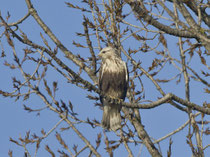 Raufussbussard (Buteo lagopus), Noville VD