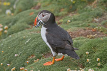 Papageitaucher (Fratercula arctica), Shetland GB