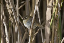 Schilfrohrsänger (Acrocephalus schoenobaenus), Kaltbrunner Ried