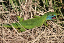 Smaragdeidechse (Lacerta bilineata), Kaiserstuhl DE