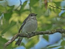 Trauerschnäpper (Ficedula hypoleuca) W, Brugg