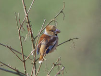 Kernbeisser (Coccothraustes coccothraustes), W, Klingnauer Stausee