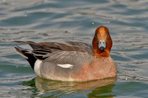 Pfeifente M (Anas penelope), Klingnauer Stausee