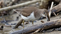 Flussuferläufer (Actitis hypoleucos), Brugg (bei Schwimmbad)