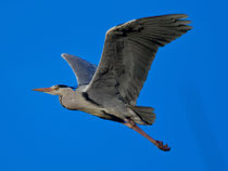 Graureiher (Ardea cinerea), Villnachern