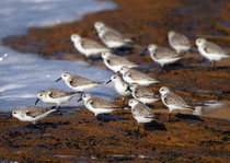  Sanderling (Calidris alba), Massa Nationalpark, Marokko