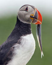 Papageitaucher (Fratercula arctica), Hornoya/Varanger, Norwegen