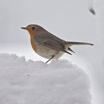 Rotkehlchen (Erithacus rubecula), Villnachern