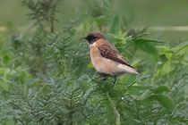 Pallasschwarzkehlchen (Saxicola maurus), Chatzensee, PEB 26.10.2023