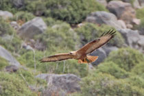 Adlerbussard (Buteo rufinus), Kalloni, Lesbos