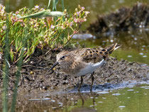 Temminckstrandläufer (Calidris temminckii), Lesbos, Griechenland