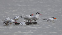 Raubseeschwalbe (Hydroprogne caspia), Klingnauer Stausee