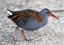 Wasserralle (Rallus aquaticus), Klingnauer Stausee