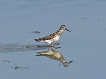 Sumpfläufer (Limicola falcinellus), Klingnauer Stausee (Juli 2025)