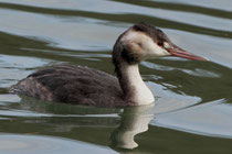 Haubentaucher (Podiceps cristatus), Schlichtkleid, Aare bei Brugg