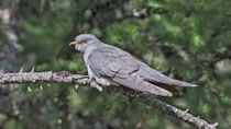 Kuckuck (Cuculus canorus), Mull, Schottland