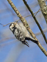 Kleinspecht (Dendrocopus minor) W, Flachsee