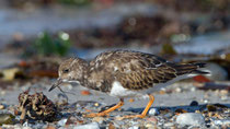 Steinwälzer (Arenaria interpres), Helgoland D