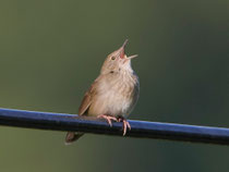 Schlagschwirl (Locustella fluviatilis), Schinznach