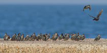 Star (Sturnus vulgaris), Helgoland D
