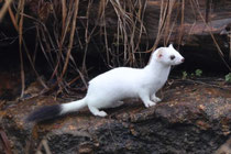 Hermelin (Mustela erminea), Klingnauer Stausee