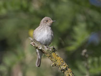 Grauschnäpper (Muscicapa striata), Limmatspitz