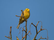 Goldammer (Emberiza citrinella), Fanel