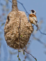 Beutelmeise (Remiz pendulinus) beim Nestbau, Biebrza Nationalpark, Polen