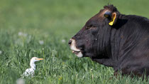 Kuhreiher (Bubulcus ibis), Hendschicken AG