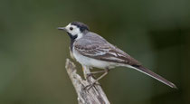 Bachstelze (Motacilla alba), Flachsee