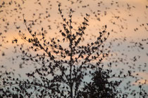 Bergfinken an einem Überwinterungs- und Schlafplatz in Hasel bei Bad Säckingen D